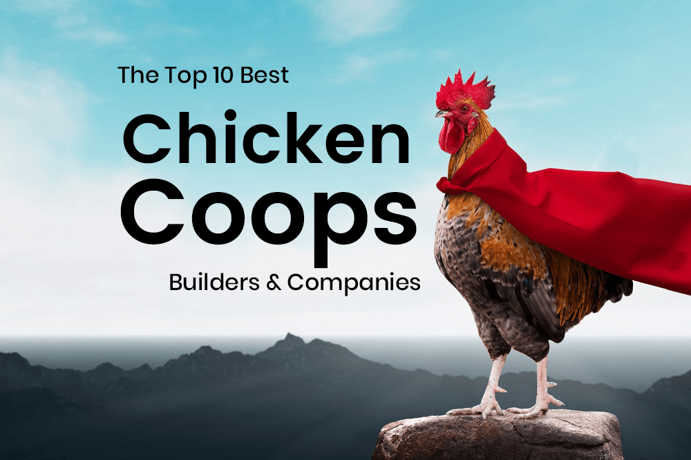 10 Best Custom Chicken Coop Builders & Companies